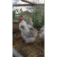 LAVENDER PEKIN BANTAMS